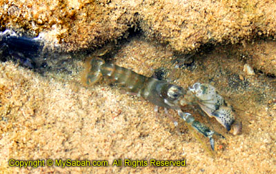 Snapping shrimp