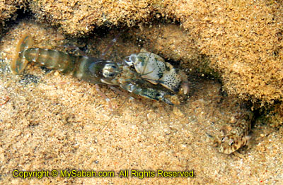 Snapping shrimp