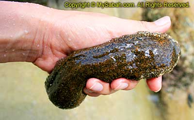 Sea cucumber