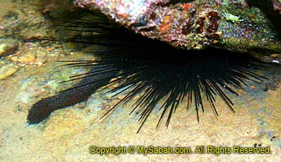 Sea cucumber and sea urchin