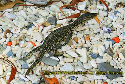 Juvenile monitor lizard