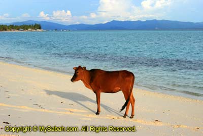 Cow on Mantanani Besar Island