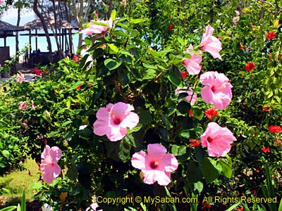 Hibiscus flower