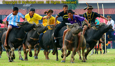 Buffalo racing