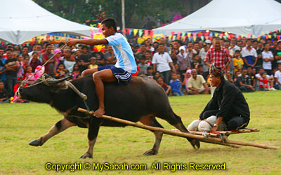 Buffalo racing