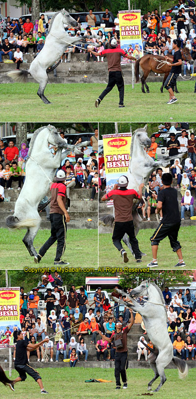 Crazy horse