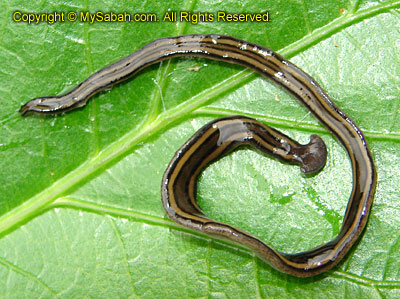 Hammerhead flatworm