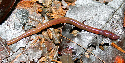 Earthworm