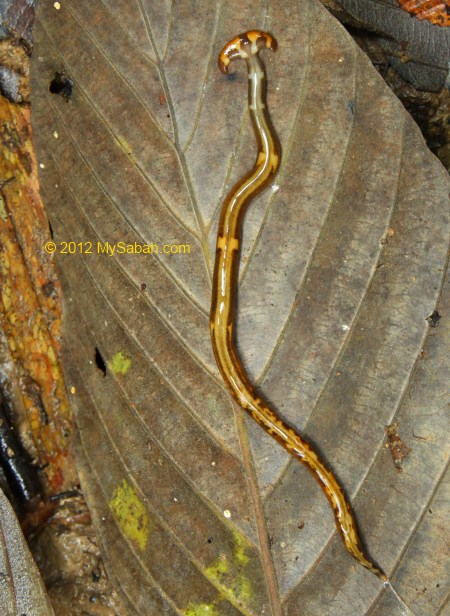 Shovel Head Worm