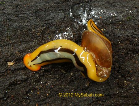 land planarian preying on a snail