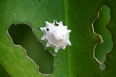 worm nest