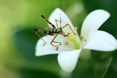 cricket