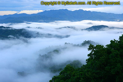 Fog in Kinabalu Park