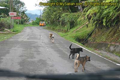 Village dogs in Kiau