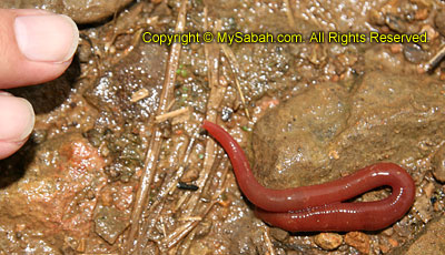 Giant Kinabalu Leech