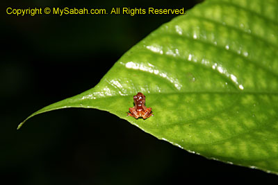 Mini frog