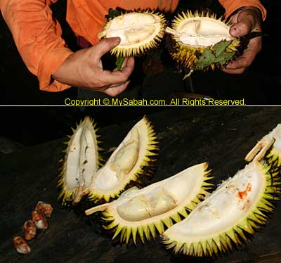 wild durian