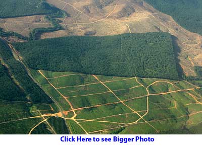Hill clear for oil palm