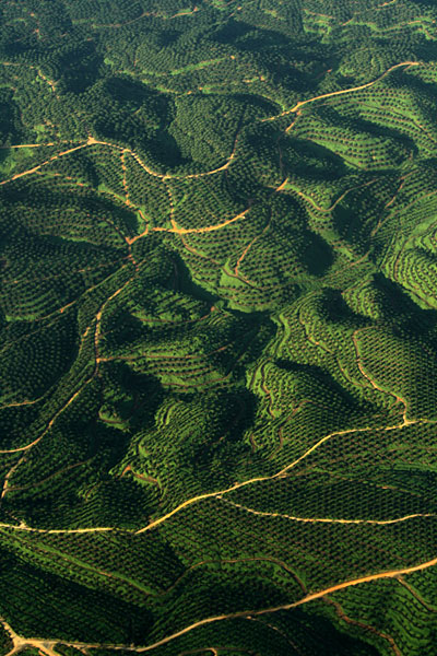 Hills full with oil palm