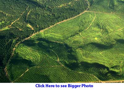 Oil palm on hills