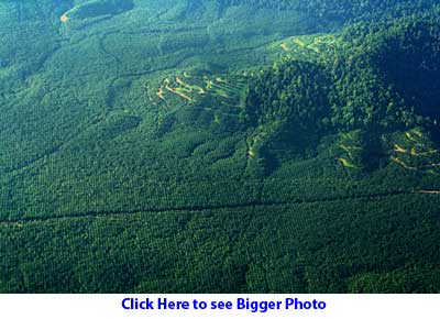 Hills surrounded by oil palm