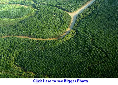 Oil palm engulf forest