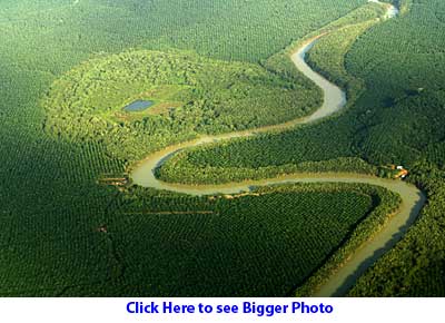 Forest fragment in sea of oil palm