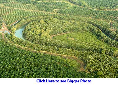 Small forest surrounded by oil palm