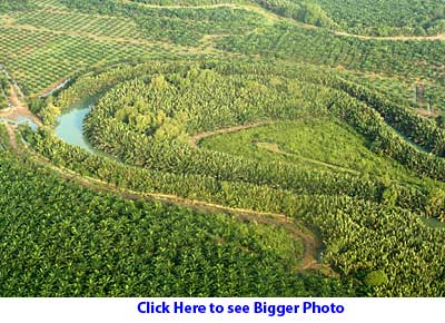 Small forest surrounded by oil palm