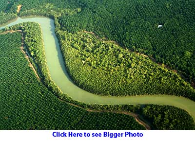 Small forest surrounded by oil palm