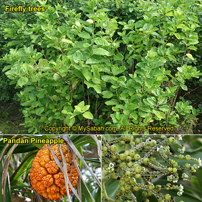 Vegetation on Mataking Island