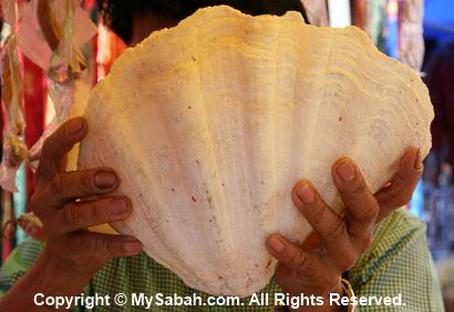 Giant clam for RM25