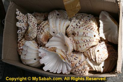 Giant clams in Gaya Street