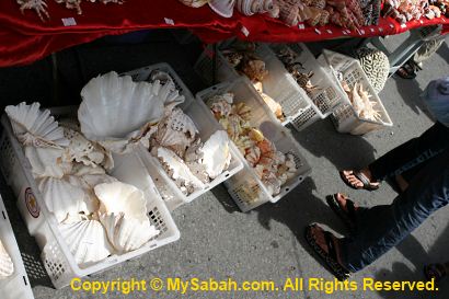 Giant clams in Gaya Street