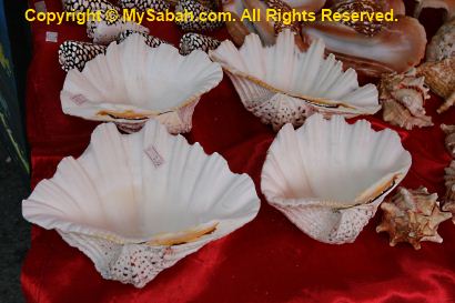 Giant clams in Gaya Street