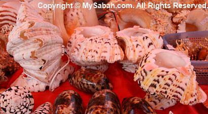 Giant clams in Gaya Street