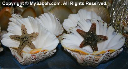Giant clams in Handicraft Market
