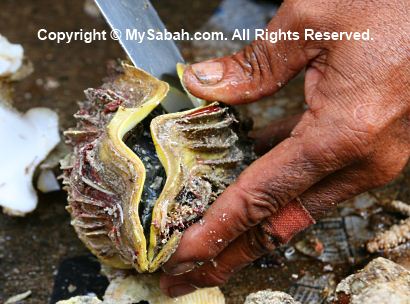 Giant clams for sale