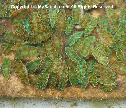 Baby giant clams