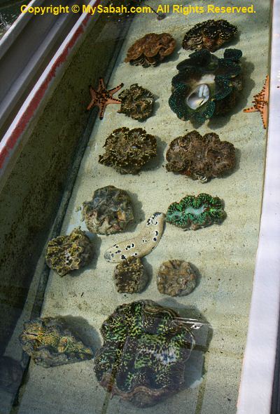 Beautiful giant clams in fish tank