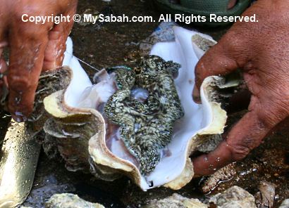 Giant clams for sale