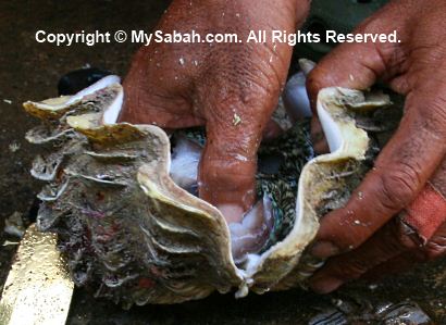 Giant clams for sale