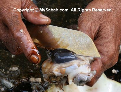 Giant clams for sale