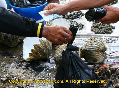 Giant clams for sale