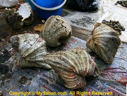 Giant clams for sale