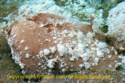 Sulphur deposit in sulphurous spring