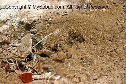 Bubbling in sulphurous spring