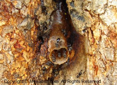 Stingless Bee nest