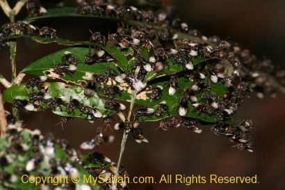 Stingless Bees