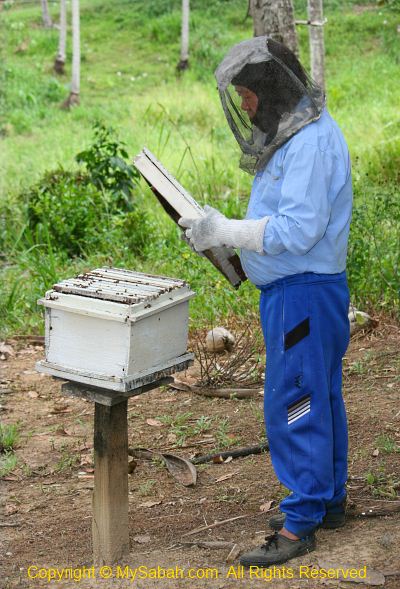 Bee farming